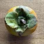 【相葉マナブ】柿レシピ!柿グラタンの作り方を紹介!旬の産地ごはん