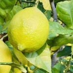 【めざましどようび】絶品レモングルメベスト5を紹介!レモン生姜こしょうなど